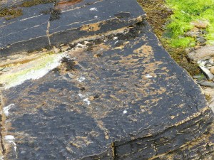 Upper Stromness Flagstone with fossil ripples Fulmar on the cliff top at Point of Hellia in Orkney