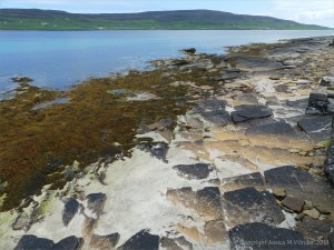 Flagstone and fucoids on the beach at Point of Hellia in Orkney