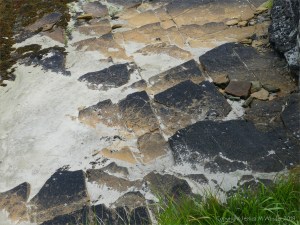 Upper Stromness Flagstone with fossil ripples Fulmar on the cliff top at Point of Hellia in Orkney