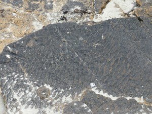 Upper Stromness Flagstone with fossil ripples Fulmar on the cliff top at Point of Hellia in Orkney