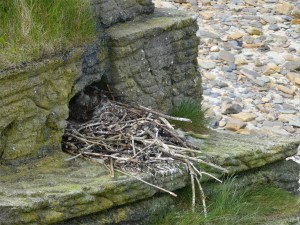 Fulmar nest on artificial cliffs at Point of Hellia in Orkney