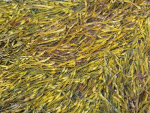 Egg wrack growing at Point of Hellia in Orkney