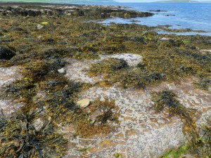 Seaweed and sand covered flagstone on the beach at Point of Hellia in Orkney