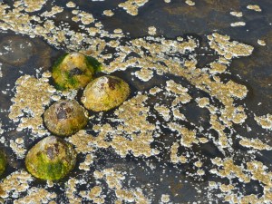 Limpets and barnacles on rock covered with black biofilm at Point of Hellia in Orkney