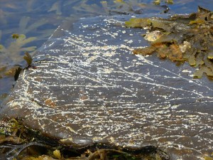 Small barnacles occupying linear crevices in rock at Point of Hellia in Orkney