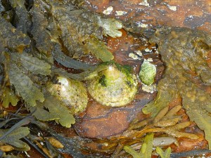 Seaweed and limpets on orange rock at Point of Hellia in Orkney