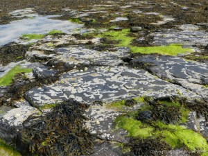 Rocky seashore at Grit Ness