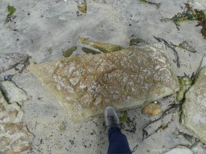 Slab of Upper Stromness Flagstone with ancient sun cracks at Grit Ness