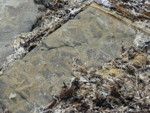 Natural patterns on Upper Stromness Flagstone at Grit Ness