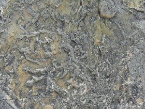 Close-up detail of pseudomorph patterns in Upper Stromness Flagstone
