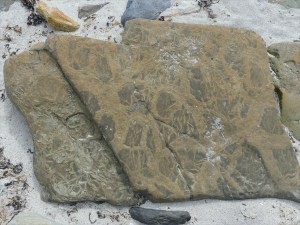 Natural patterns of pseudomorphs and sun cracks in Upper Stromness Flagstone