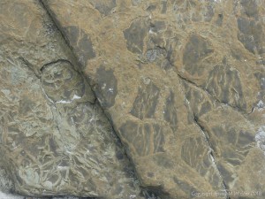 Natural patterns of pseudomorphs and sun cracks in Upper Stromness Flagstone