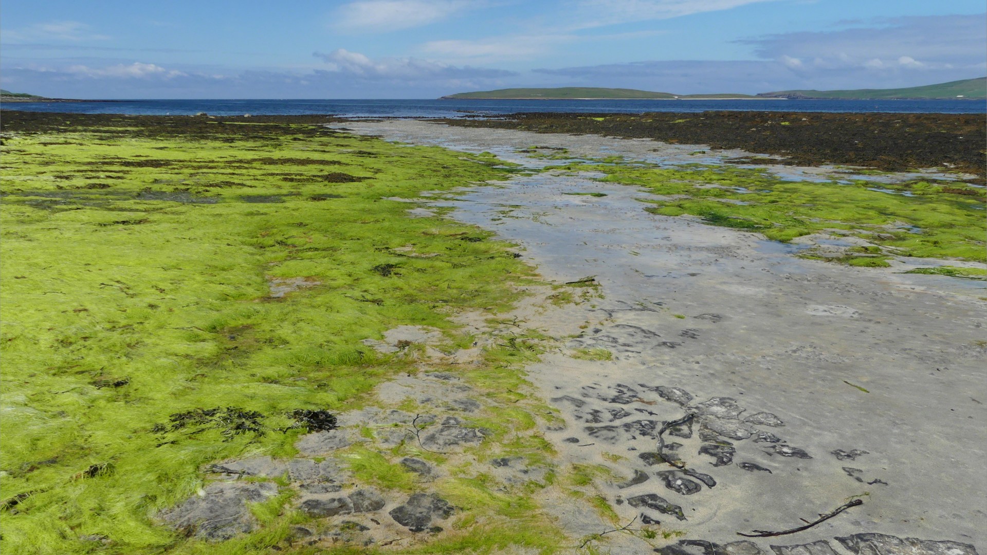 Expanses of bright green gut-weed at Grit Ness