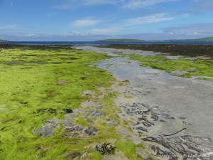 Expanses of bright green gut-weed at Grit Ness