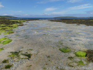 Open sandy area with sand hollows and worm casts on the beach at Grit Ness