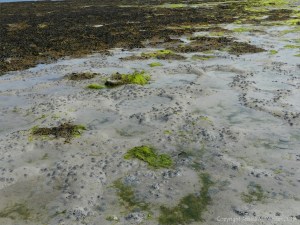 Worm casts on the seashore at Grit Ness