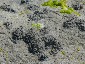 Close-up of worm casts at Grit Ness