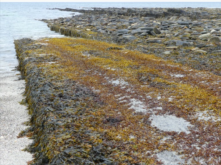 Seaweed-covered slipway at Birsay