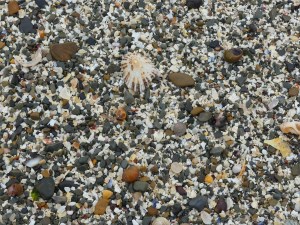 Shelly sand on the beach at Birsay