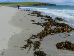 Kelp on the strandline at Dingieshowe Bay