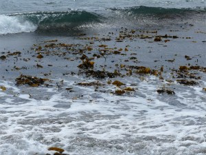 Broken kelp in the sea at Dingieshowe Bay