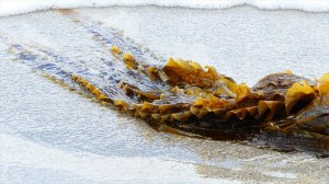 Kelp on the strandline at Dingieshowe Bay