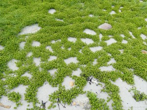 Sea Sandwort plants colonising the sand of the upper beach at Dingieshowe Bay in Orkney