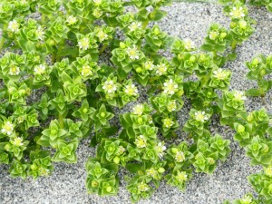 Close-up of Sea Sandwort plants colonising the beach sand at Dingieshowe Bay