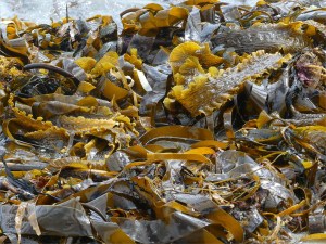 Close-up of kelp on the strandline at Dingieshowe Bay