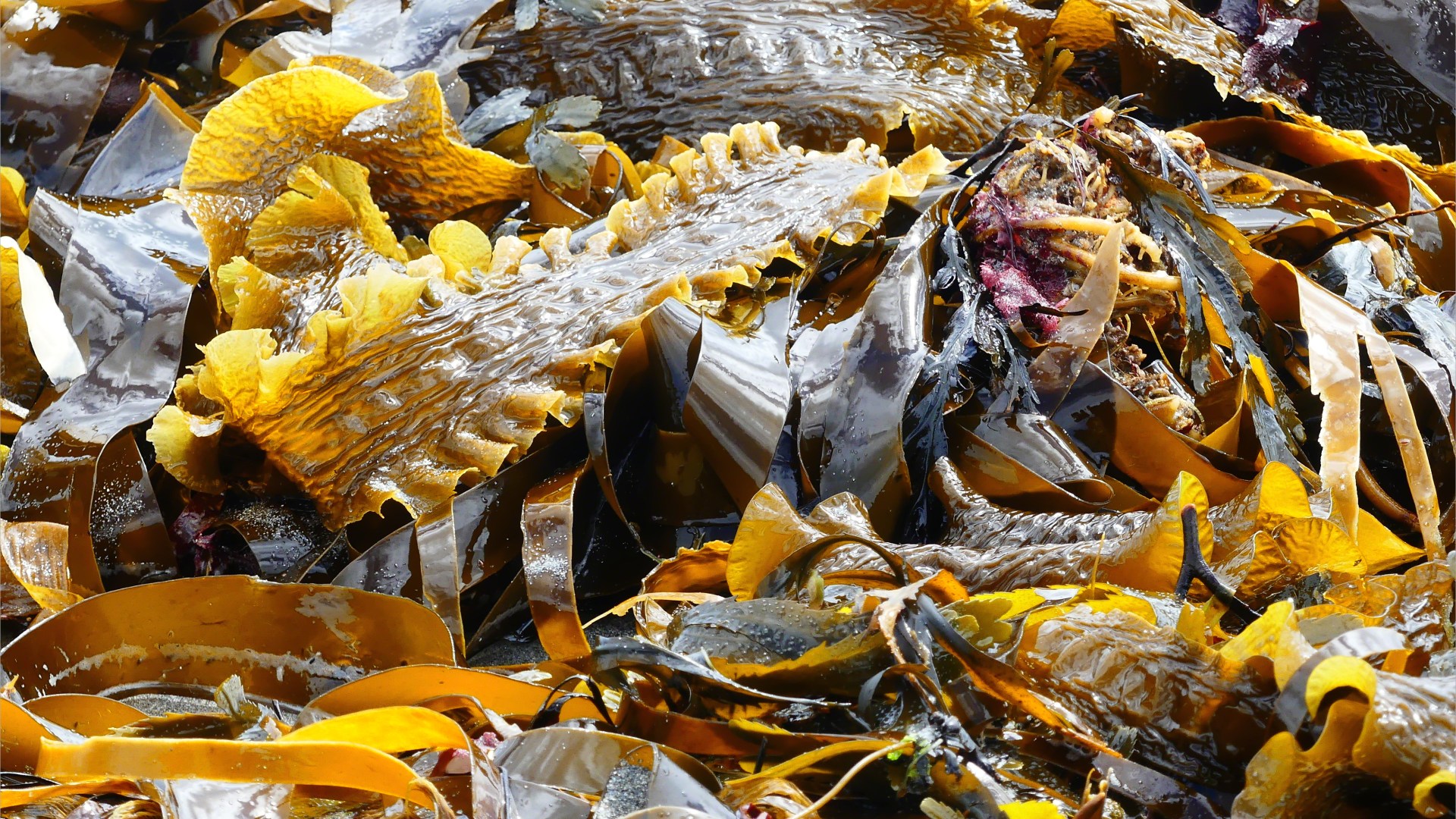Close-up of kelp on the strandline at Dingieshowe Bay