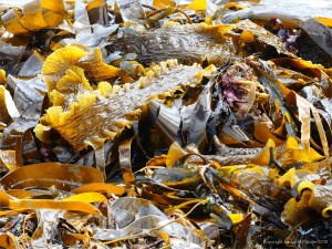 Close-up of kelp on the strandline at Dingieshowe Bay