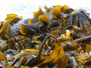 Close-up of kelp on the strandline at Dingieshowe Bay