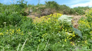 Dune vegetation at Dingieshowe Bay