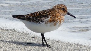 Is this a Sanderling in summer plummage?