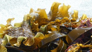 Close-up of kelp on the strandline at Dingieshowe Bay