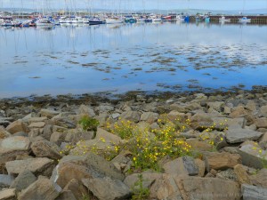 View from a walk around Kirkwall Harbour in Orkney