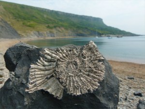 Chapmans Pool 2 Ammonite