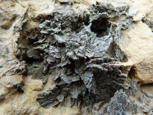 Chapmans Pool 4 Black Crystals