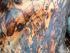 Spalted wood pattern in driftwood