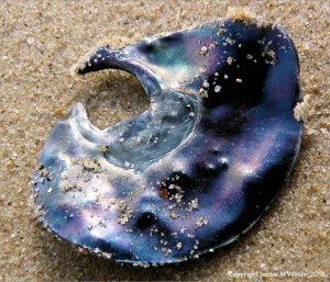 Saddle oyster shell washed up on Studland Beach