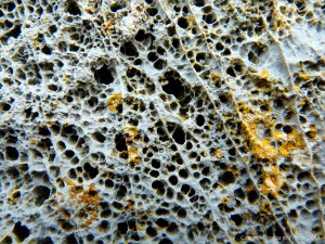 Weathered limestone in a sea wall at Lyme Regis in Dorset on the Jurassic Coast