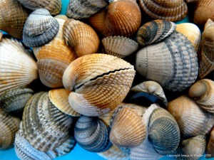 Cockle shells collected on Studland Beach