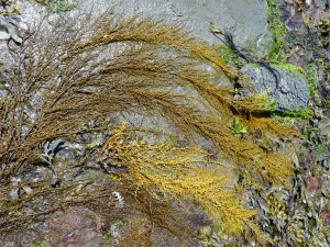 Chapmans Pool 13 Japweed