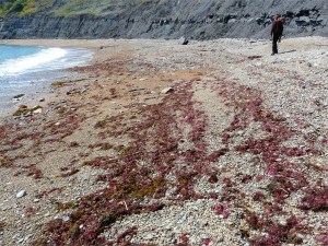 Chapmans Pool 14 Strandline