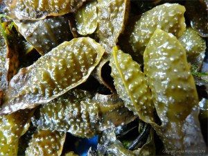 Chapmans Pool 16 Flat Wrack