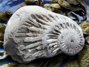 Chapmans Pool 22 Ammonite