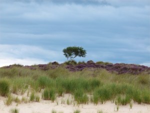 Sand dunes and heather behind Studland Beach
