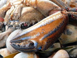 Ringstead Velvet Swimming Crab