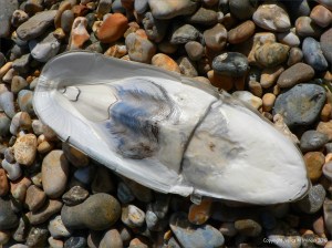 Ringstead Cuttlefish Bone