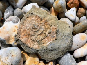 Ringstead Fossil Oyster with the impression of an ammonite shell